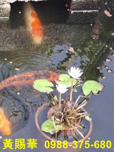 桃園新屋農地-12